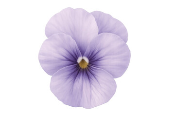 Studio shot of a delicate light purple pansy flower isolated on a transparent background, perfect for design projects