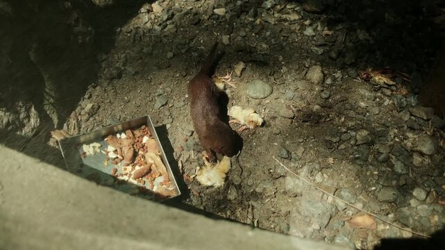 Helogale parvula feeding on a chick in a zoo enclosure. Natural lighting and rocky ground highlight their predatory behavior and diet. Horizontal 4k footage