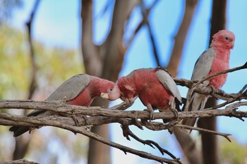 pink and grey galah birds butting heads together on a branch © Hayley White