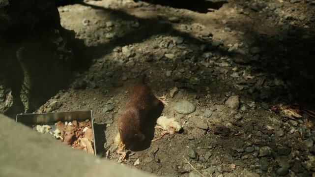 Helogale parvula feeding on a chick in a zoo enclosure. Natural lighting and rocky ground highlight their predatory behavior and diet. Horizontal 4k footage
