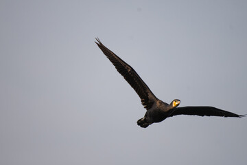 One cormorant bird flying in the sky with wings fully spread. Against a plain background.