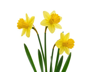 Three vibrant yellow daffodil flowers with green stems and leaves artfully arranged on a transparent studio background, soft diffused light, negative space. Spring growth and new beginnings concept © Sofia