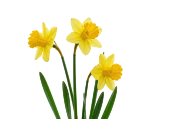 Three vibrant yellow daffodil flowers with green stems and leaves artfully arranged on a transparent studio background, soft diffused light, negative space. Spring growth and new beginnings concept
