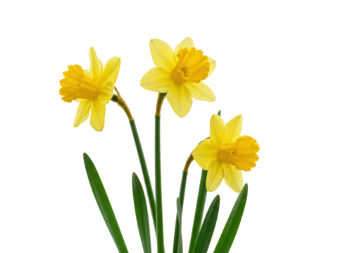 Three vibrant yellow daffodil flowers with green stems and leaves artfully arranged on a transparent studio background, soft diffused light, negative space. Spring growth and new beginnings concept
