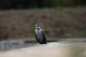 A juvenile cormorant perched on a ledge with its beak, displaying dark feathers and long tail.