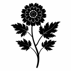  feverfew flower silhouette vector  on white-background