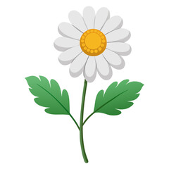  feverfew flower  vector  on white-background
