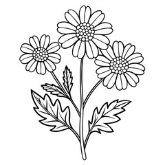  feverfew flower line art vector  on white-background