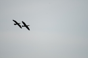 Silhouette of Two cormorant birds flying in the sky with wings fully spread. Against a plain background.