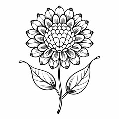  pincushion flower line art  on white-background