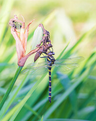 羽化して間もないオニヤンマ