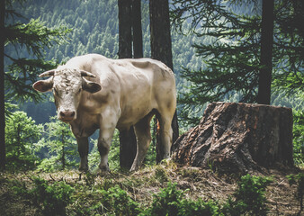 Big white bull standing in a mountain forest