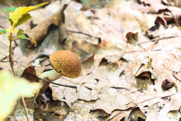 A small mushroom, possibly a boletus, peeks out from under a layer of dry autumn leaves on the forest floor. The image conveys the charm of a quiet hunt and the beauty of autumn nature.