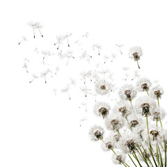Dandelions dispersing seeds on black background