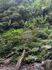 mountain stream in the forest