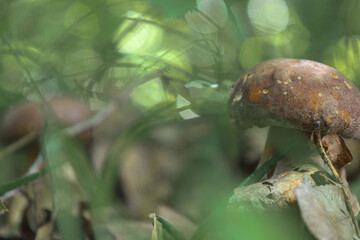 A porcini mushroom in the forest thicket, surrounded by fallen leaves and vibrant greenery. It is a perfect symbol of an autumn harvest, natural beauty, and the tranquility that comes from quiet hunti