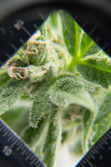 cannabis terpene pflanze droge