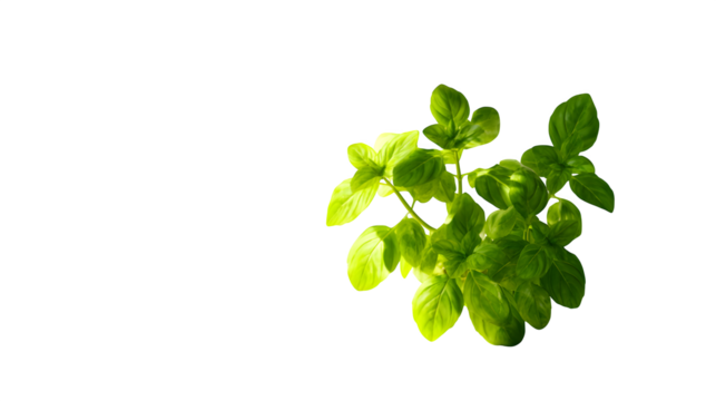 A fresh, green plant with soft sunlight casting shadows