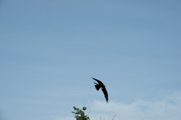 vogel himmel flug adler