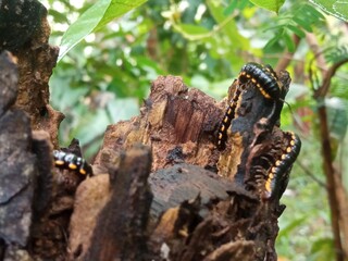 Tropical invertebrate exploring decayed wood, with blurred green forest in the background.