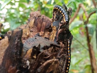 Detailed macro shot of an arthropod in its natural habitat, emphasizing biodiversity and ecological balance.