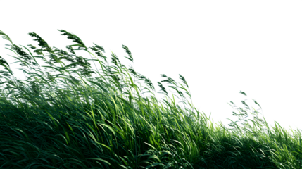 A gentle breeze moving through tall grass under a bright sky