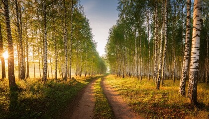 Fototapeta premium a dirt road passing through a birch grove permeated through the rays of the morning sun
