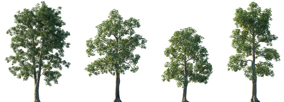 Set of Alstonia scholaris (commonly called blackboard tree, scholar tree, milkwood or devil's tree) isolated png in sunny daylight on a transparent background perfectly cutout