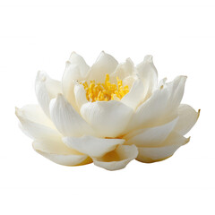 Fototapeta premium A beautiful white lotus flower with delicate petals and vibrant yellow stamens, set against a clean, white isolated background, perfect for nature-inspired designs.