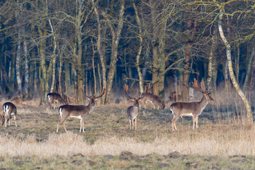 Damhirsche im Frühjahr vor dem Osterwald bei Zingst.