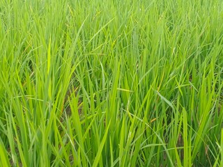 Green rice plants in the rice fields