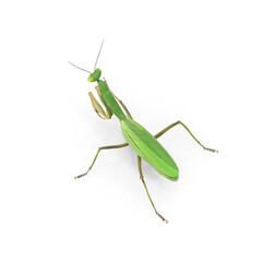 Praying Mantis isolated on transparent background