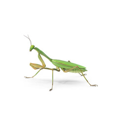 Praying Mantis isolated on transparent background