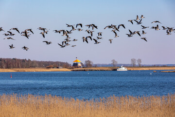 Fliegende Nonnengänse über dem Bodden vor Zingst.