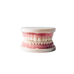 Obraz premium A detailed model of human teeth and gums, showcasing dental anatomy. Ideal for educational purposes, highlighting dental health and hygiene.