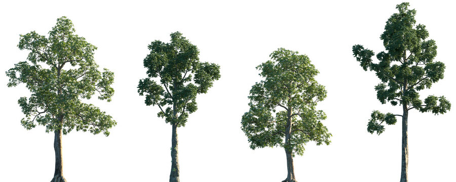 Set of Alstonia scholaris and Agathis dammara isolated png in sunny daylight on a transparent background perfectly cutout