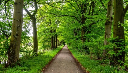 Pathway Through Lush Green Canopy: Scenic Route in Verdant Woodland Environment