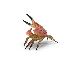 Queen Crab isolated on transparent background
