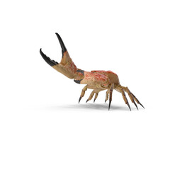 Queen Crab isolated on transparent background