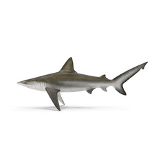 Realistic Bignose Shark isolated on transparent background