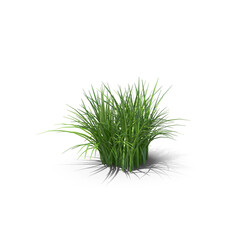 Dense Green Grass Clump Isolated on Transparent Background