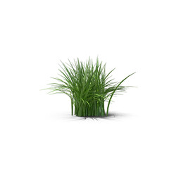 Dense Green Grass Clump Isolated on Transparent Background