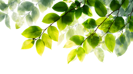 Gentle morning light filtering through green leaves