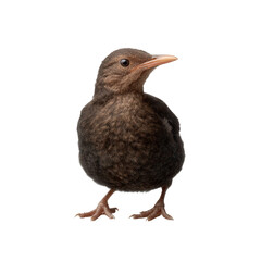 Obraz premium A small brown bird stands upright against a white isolated background, showcasing its distinctive features and personality.