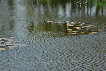 A serene natural landscape of a pond with floating water lily pads and gentle ripples on the surface in Bangladesh.