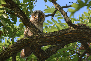 A baby long-eared owl sits on an acacia tree