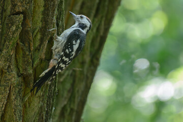 medium spotted woodpecker on tree