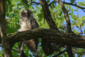 A baby long-eared owl sits on an acacia tree