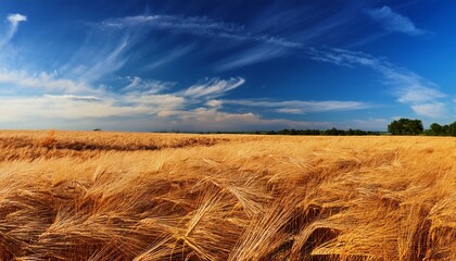 windswept golden wheat field under a vibrant blue sky