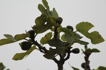 fig tree